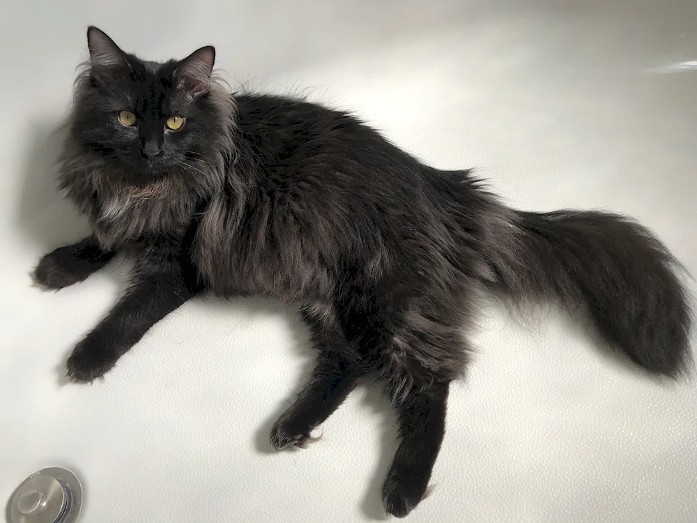 Maine Coon black