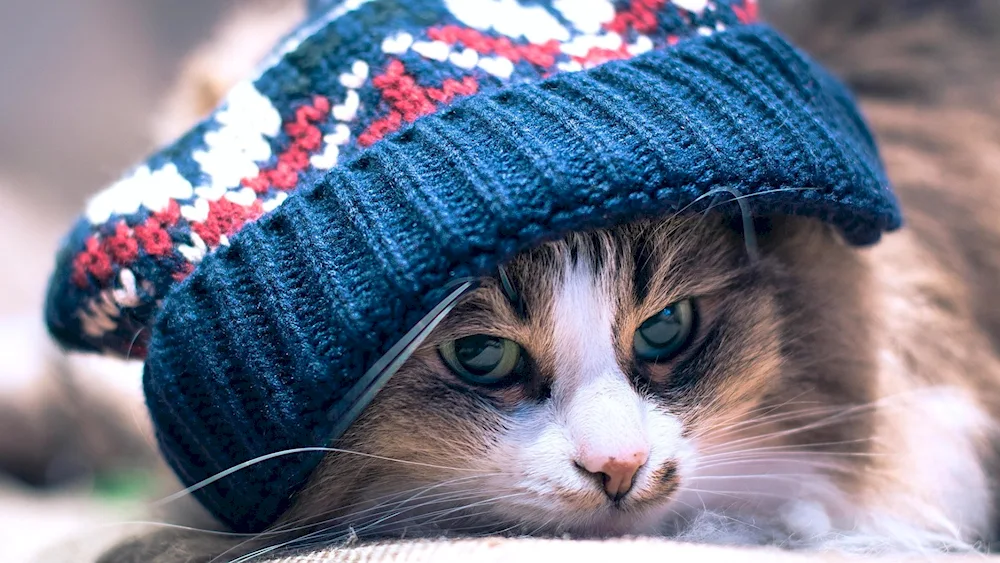 Cat in an ushanka