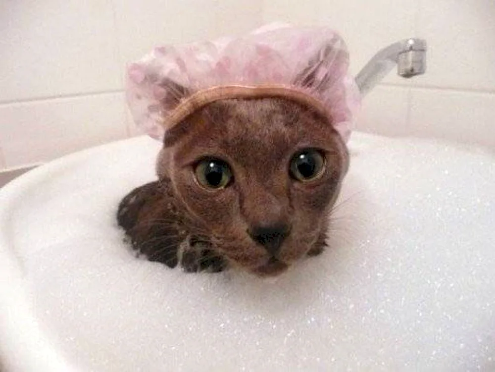 Cat bathing