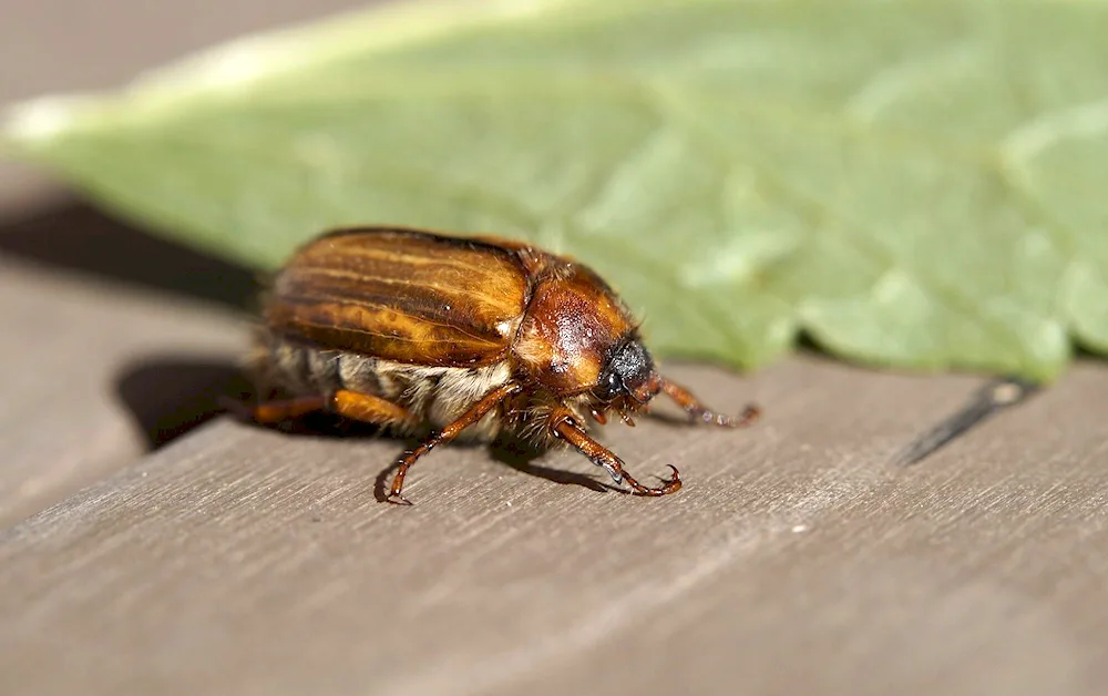 Smirnov's Beetle larva