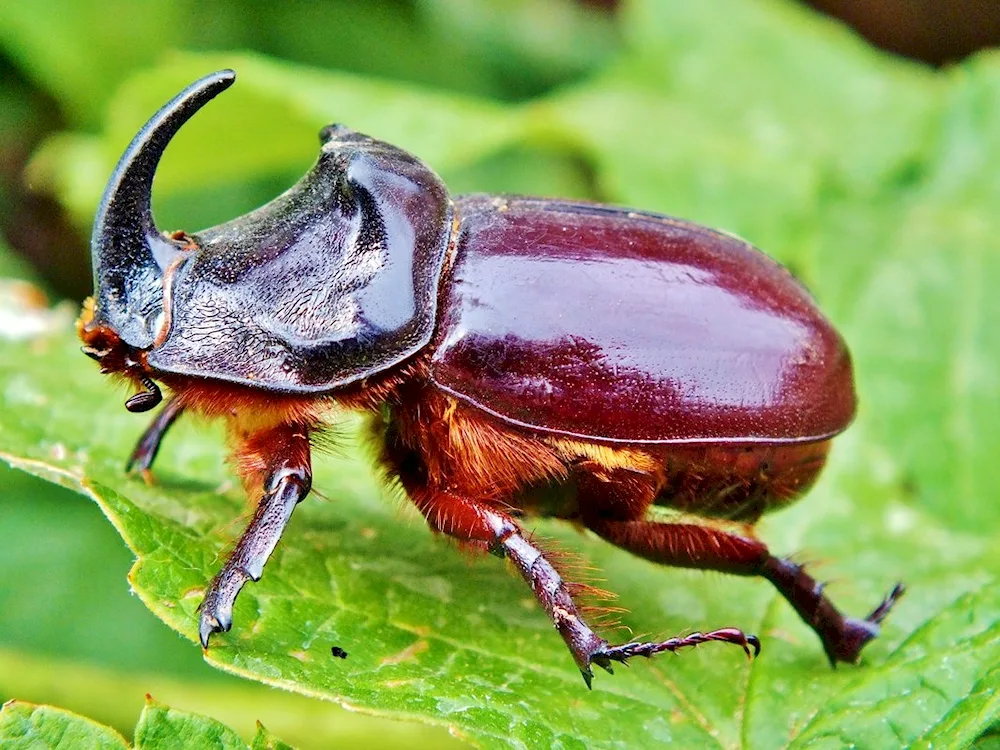 Rhinoceros beetle.