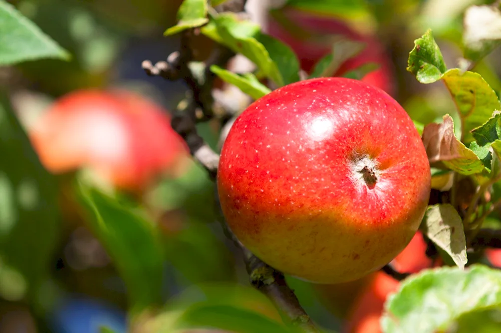 Apple. Melba