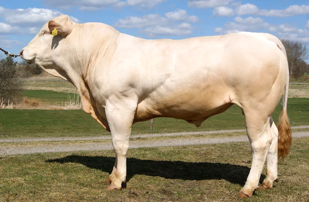 Charolais breed Bulls