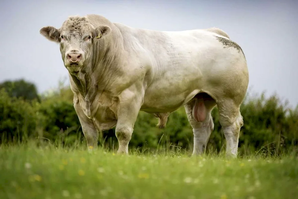 Charolais bull