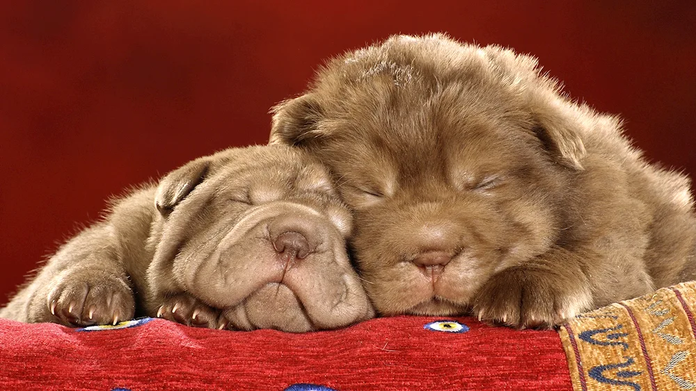 Sleeping puppies