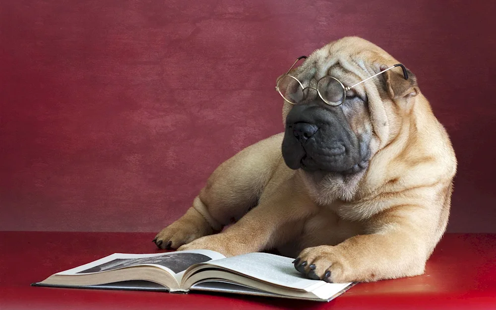 Sharpei