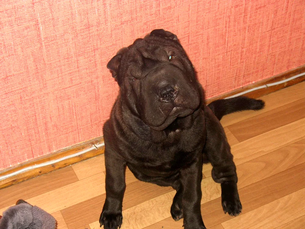 Sharpei and Labrador métis