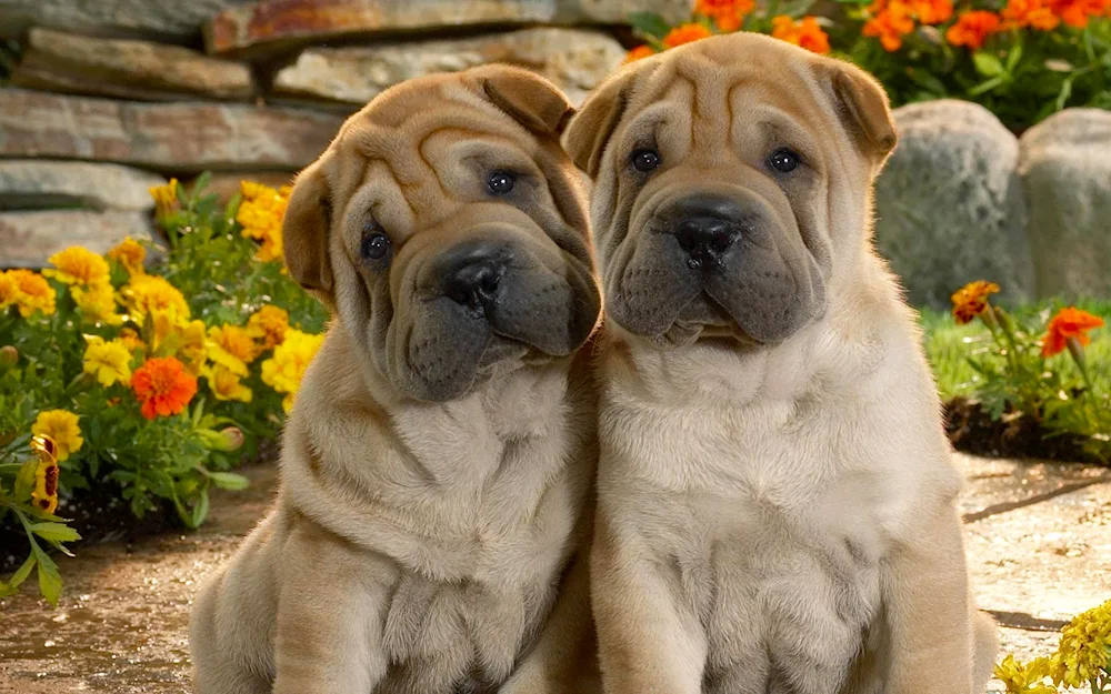 Sharpei European