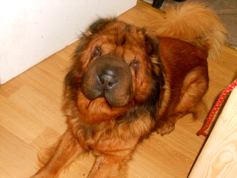 Sharpei and Labrador métis