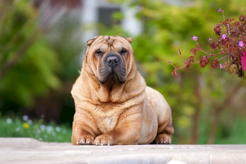 Sharpei Medway