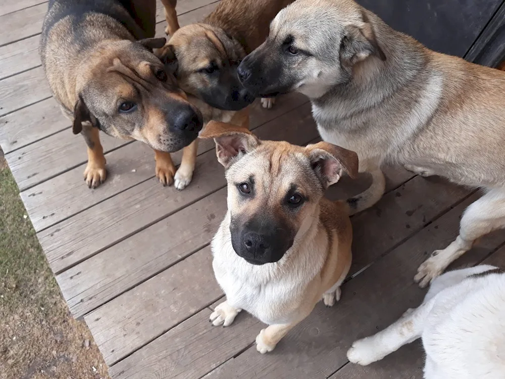 Sharpei and mongrel mix