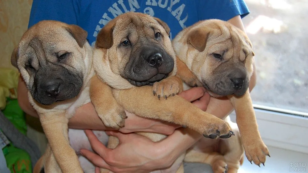 Sharpei and Labrador