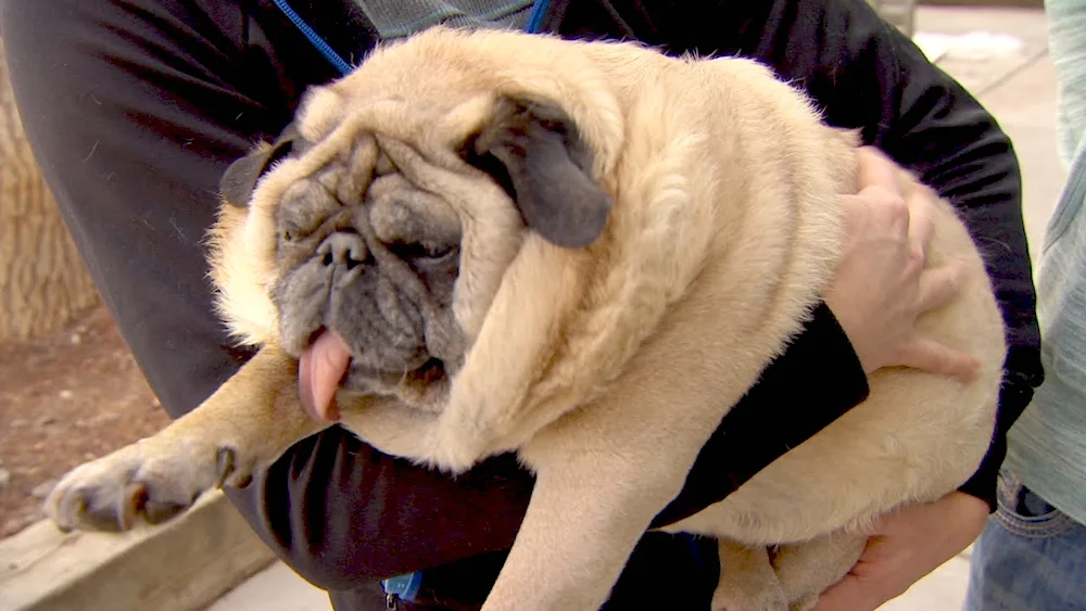 Charpei Pug