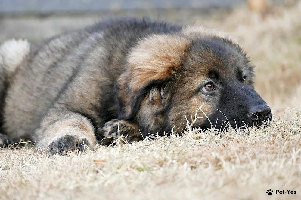 Caucasian Shepherd Wolfhound