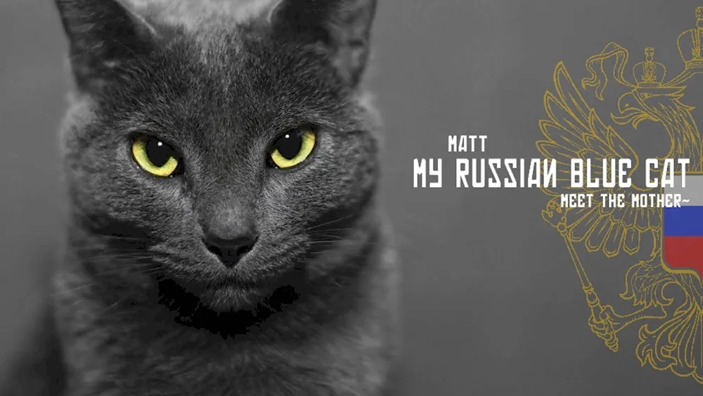 Russian blue cat