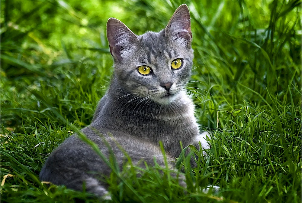 Chartreuse cat striped