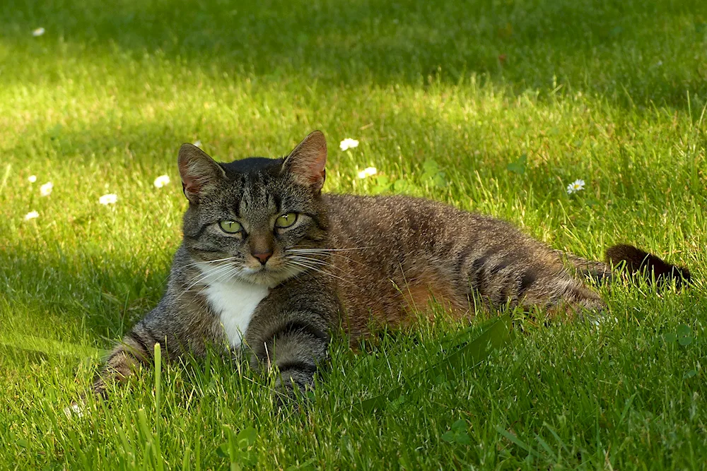 European wild forest cat