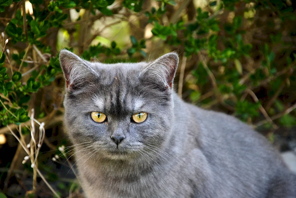 Chartreuse cat striped