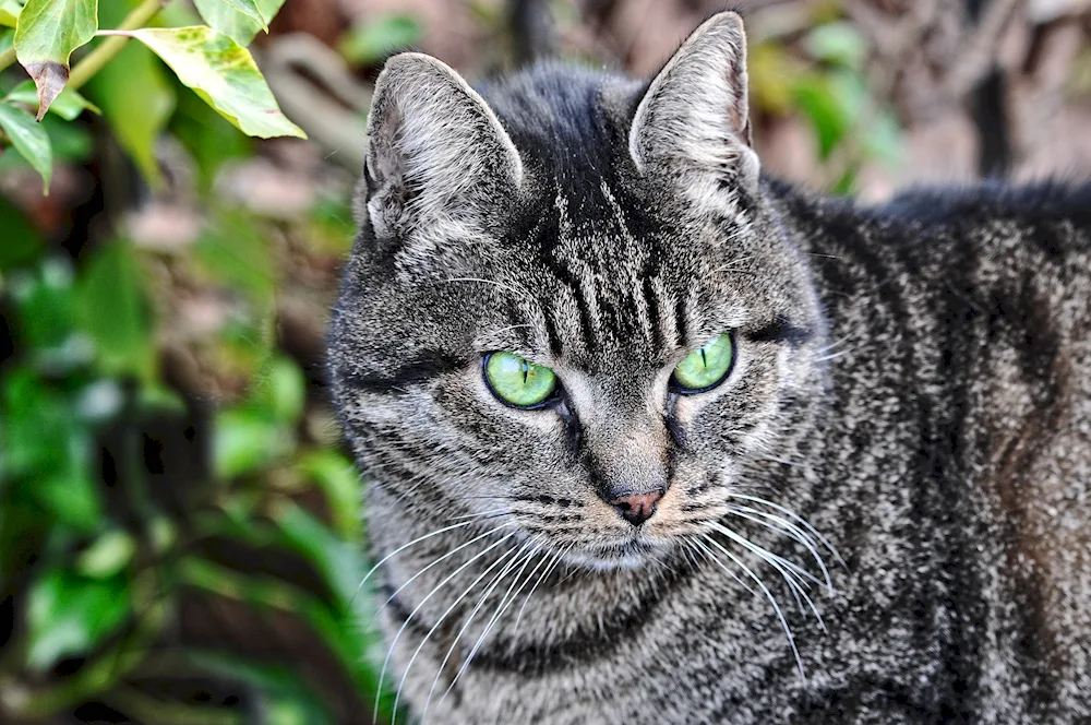 Chartreuse cat striped