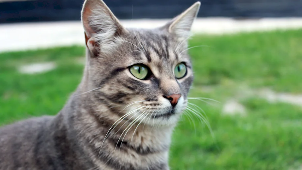 Chartreuse cat striped