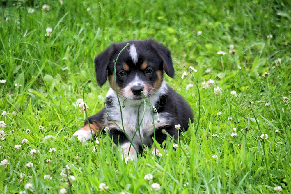 Terrier mongrel puppy ginger