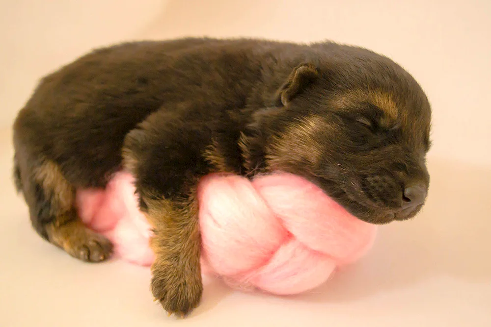 Newborn puppies