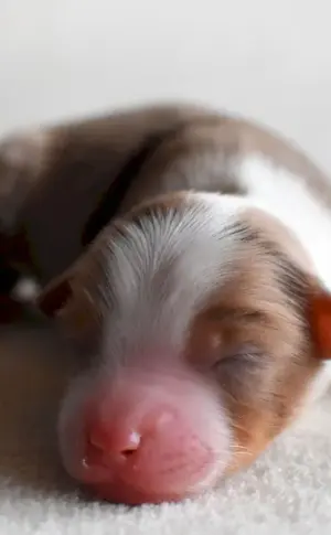 Aussie puppies newborn