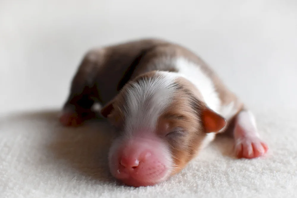 Aussie puppies newborn