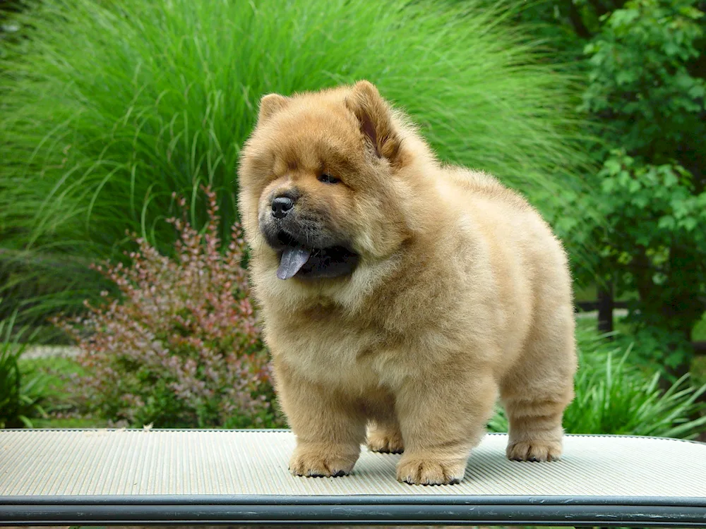 Chow dog breed Boo