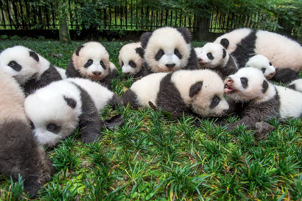 Jui Panda in Moscow Zoo