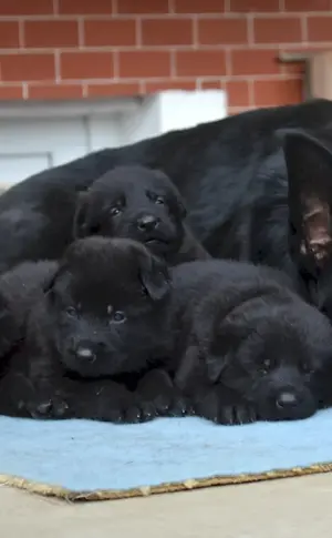 Black German Shepherd puppies