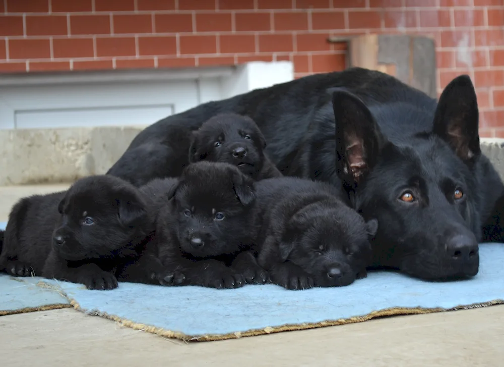 Black German Shepherd puppies