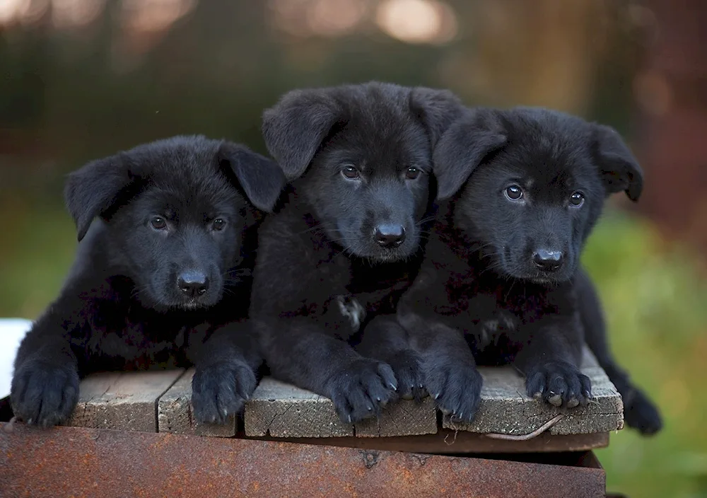 Black German Shepherd puppies