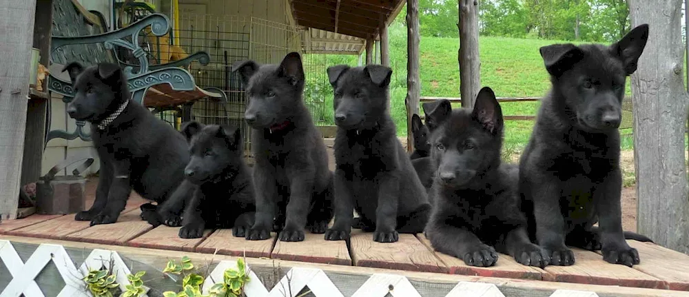 Black German Shepherd puppies