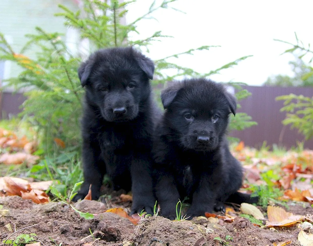 Black German Shepherd puppies