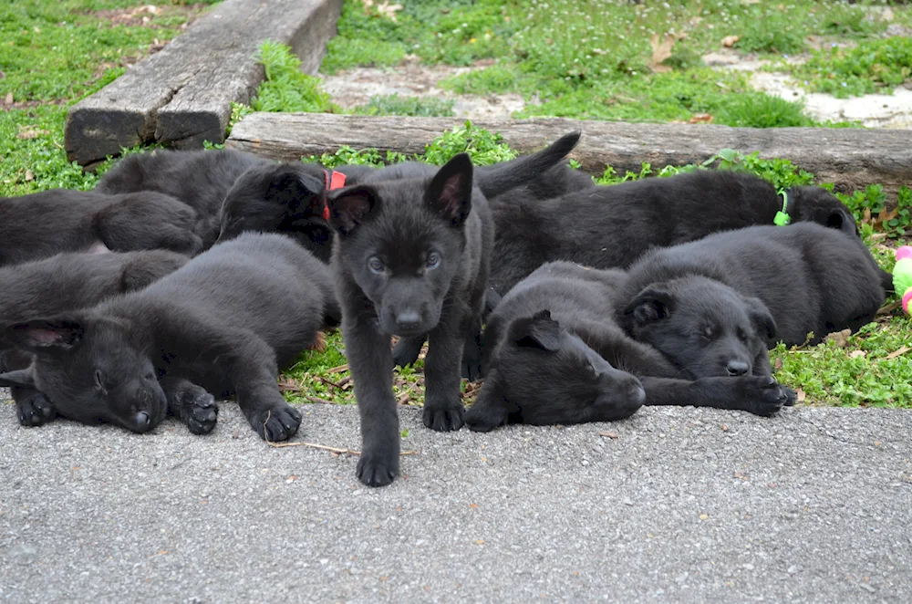 Black German Shepherd puppies