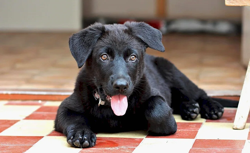 German Shepherd Black