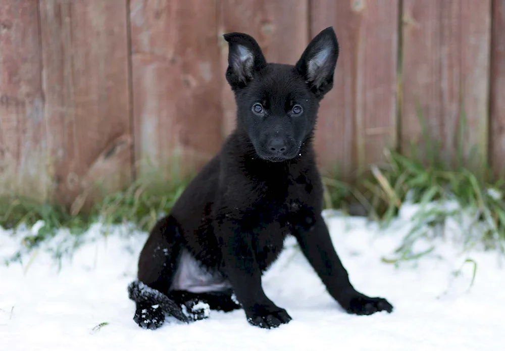 German Shepherd Dog black puppies