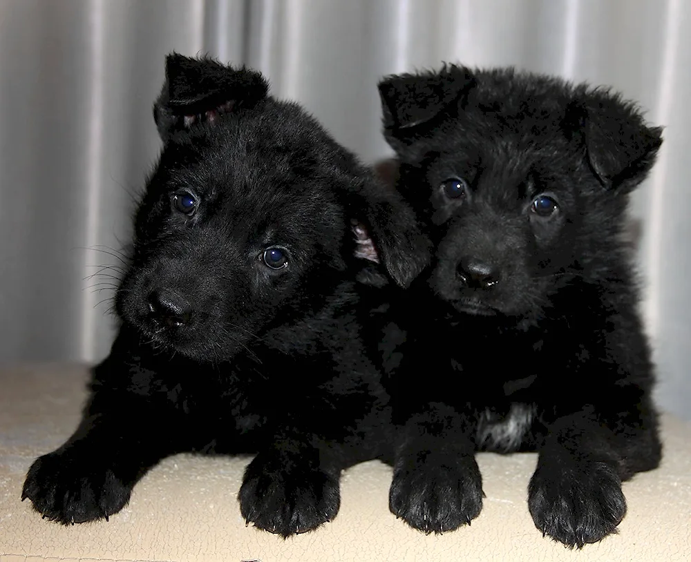 German Shepherd Dog black