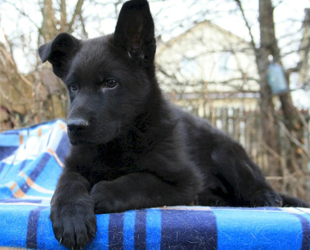 German Shepherd Dog black