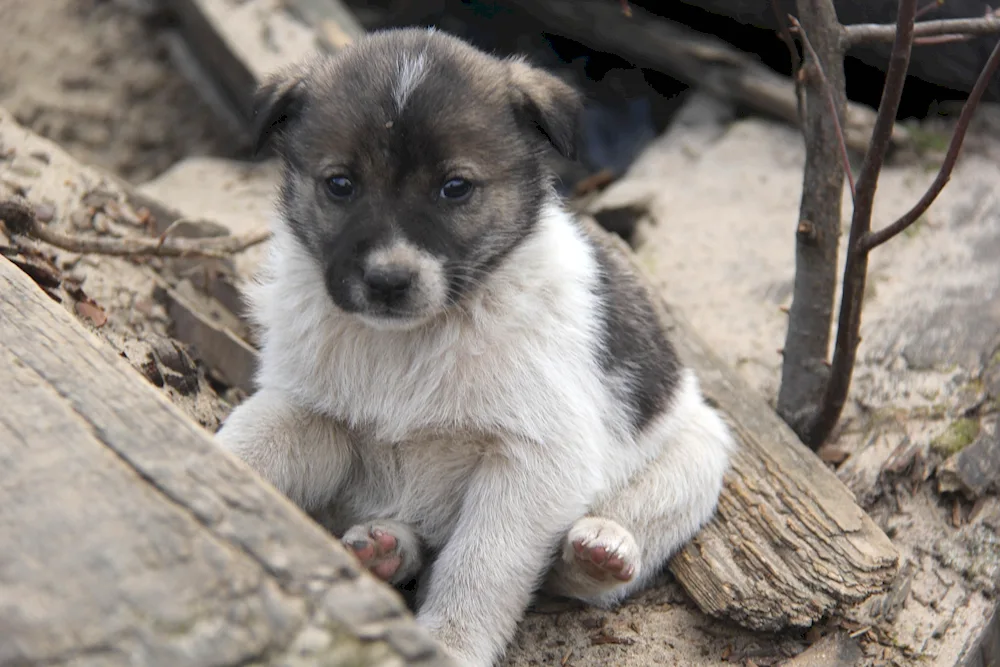 Mongrel puppies