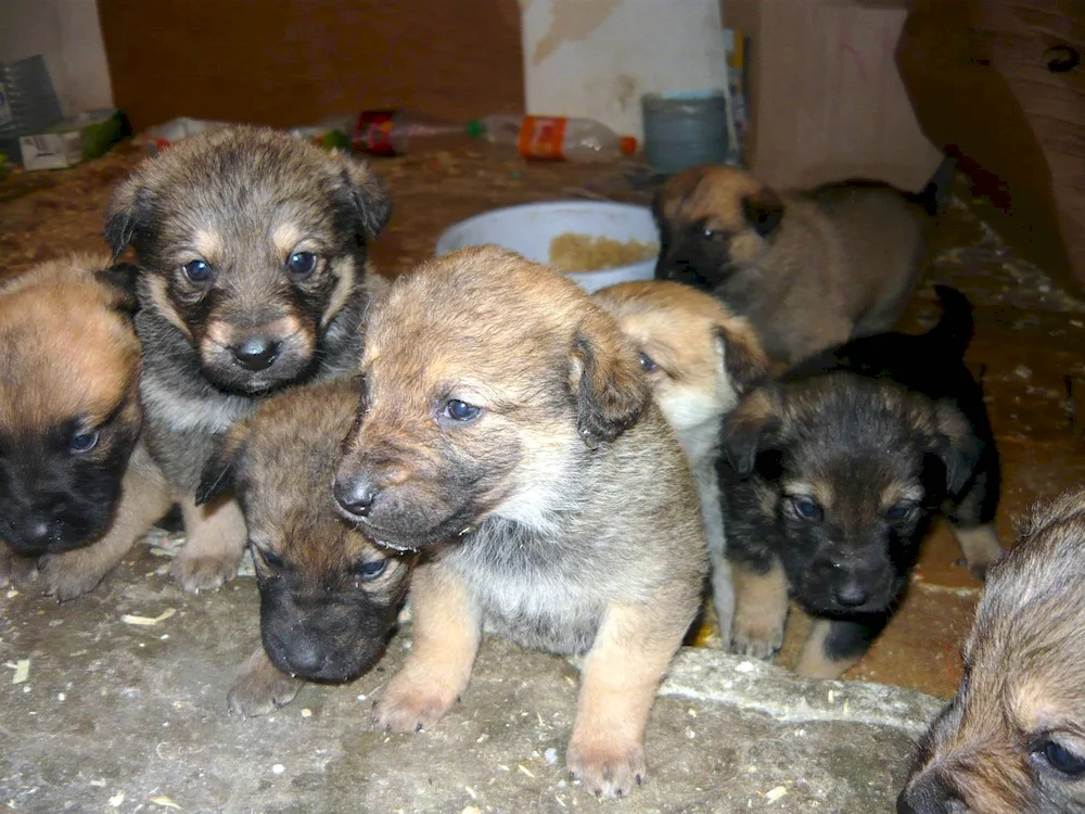 Mongrel puppy and sheepdog