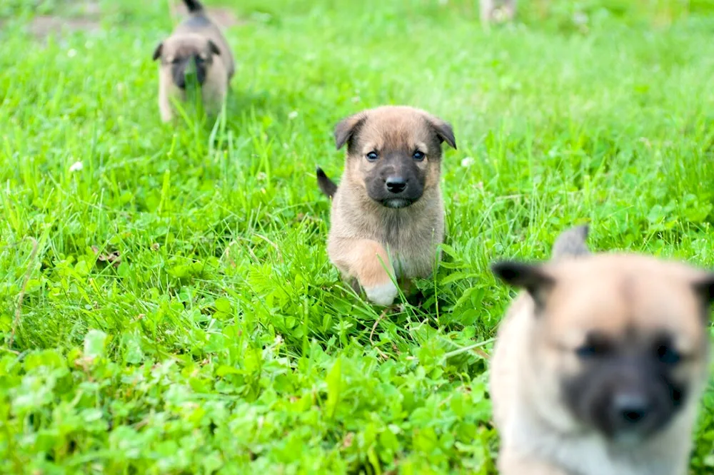 German shepherd fluffy