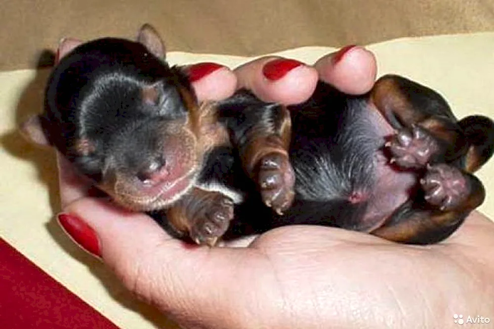 Newborn ruffed terrier puppies