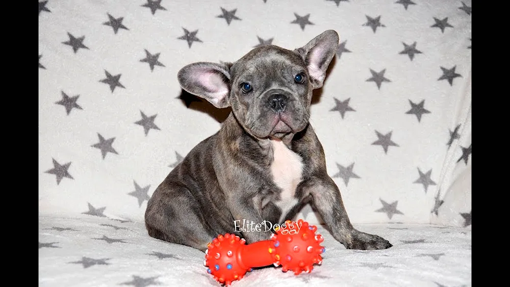 French Bulldog Tiger Bulldog