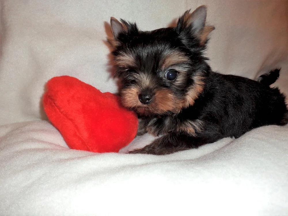 Yorkshire Terrier puppies Newborn