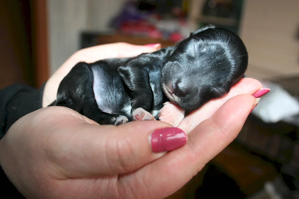 Pomeranian Spitz puppy newborn