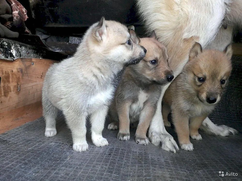 West Siberian husky