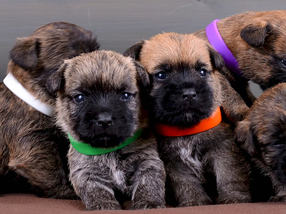 Yorkshire Russell Terriers