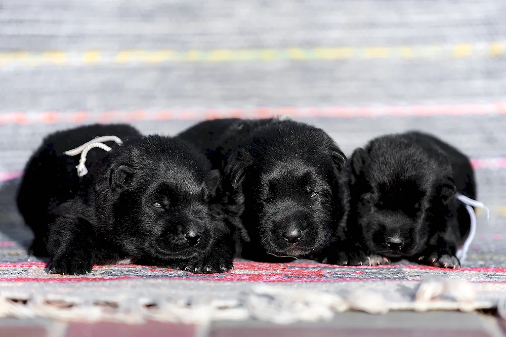 Newfoundland puppies. Newborn